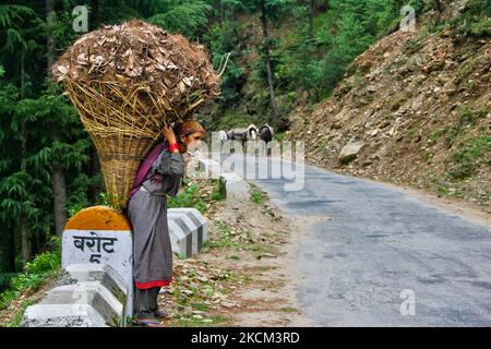 La femme Thakur porte un grand panier rempli de feuilles le long d’une route de montagne près du village de Broat dans l’Himachal Pradesh, en Inde, sur 04 juillet 2010. (Photo de Creative Touch Imaging Ltd./NurPhoto) Banque D'Images