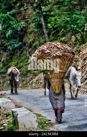 La femme Thakur porte un grand panier rempli de feuilles le long d’une route de montagne près du village de Broat dans l’Himachal Pradesh, en Inde, sur 04 juillet 2010. (Photo de Creative Touch Imaging Ltd./NurPhoto) Banque D'Images