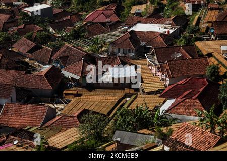 Des plateaux de feuilles de tabac sont disposés pour sécher autour des bâtiments le 09 septembre 2021 à Tobacco Village, Sumedang Regency, Indonésie. La majorité des habitants de ce village travaillent comme producteurs de tabac, une profession qu'ils ont transmise de génération en génération. Lors de la visite de ce village, nous verrons des étendues de tabac sécher sous le soleil remplissant les routes du village, les toits et les terrasses de maisons. Ce village est en mesure de répondre à la demande du marché de toutes les provinces indonésiennes, y compris Java-Ouest, Bali et Sumatra. Certains produits sont même exportés à l'étranger, vers des endroits comme le Pakistan, la Malaisie et la Turquie. Banque D'Images