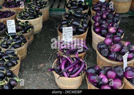 Variété d'aubergines sur un marché agricole à Gormley, Ontario, Canada, on 13 octobre 2009. (Photo de Creative Touch Imaging Ltd./NurPhoto) Banque D'Images