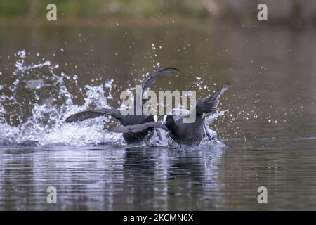 Des cuisiniers australiens (Fulica atra australis) délatent de l'eau au groynes Park à Christchurch, Nouvelle-Zélande, sur 17 septembre 2021. (Photo de Sanka Vidanagama/NurPhoto) Banque D'Images