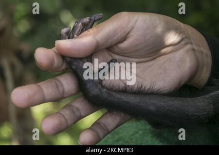 Un bébé Siamang (Symphalange syndactylus) joue avec une infirmière animale au Centre de sauvetage de la faune de Bali à Tabanan, Bali, Indonésie sur 17 septembre 2021. Le bébé Siamang, âgé de 2 mois, primate indonésien en danger et protégé, est pris en charge avant d'être transporté vers le site de réhabilitation de Sumatra Ouest afin de survivre plus tard dans la nature. Le APE a été remis d'une propriété illégale à l'Agence indonésienne de conservation et de ressources naturelles (BKSDA) à Bali. (Photo de Johannes Christo/NurPhoto) Banque D'Images