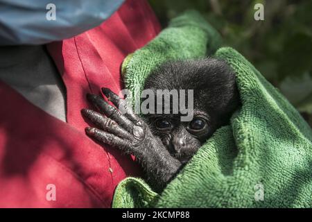 Un bébé Siamang (Symphalange syndactylus) est pris en charge par une infirmière animale au Centre de sauvetage de la faune de Bali à Tabanan, Bali, Indonésie sur 17 septembre 2021. Le bébé Siamang, âgé de 2 mois, primate indonésien en danger et protégé, est pris en charge avant d'être transporté vers le site de réhabilitation de Sumatra Ouest afin de survivre plus tard dans la nature. Le APE a été remis d'une propriété illégale à l'Agence indonésienne de conservation et de ressources naturelles (BKSDA) à Bali. (Photo de Johannes Christo/NurPhoto) Banque D'Images