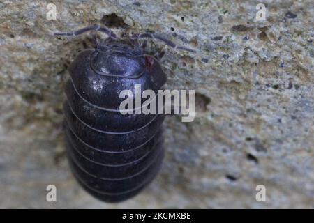 Insecte pillule (Armadillidiidae) à Toronto, Ontario, Canada, on 11 septembre 2021. (Photo de Creative Touch Imaging Ltd./NurPhoto) Banque D'Images