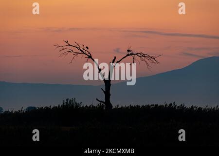 Un arbre brûlé avec des oiseaux avant le lever du soleil. Lever du soleil, l'aube et le soleil se reflétant sur la mer au Parc National du Delta d'Axios, un emplacement avec des zones humides près de Halastra et de la ville de Thessalonique où 4 fleuves Gallikos, Axios, Loudias et Aliakomnas ont leur delta. À l'endroit précis, les pêcheurs et les producteurs de moules ont leurs huttes et leurs bateaux. Au sujet de la biodiversité, cette région est célèbre et d'importance ornithologique mondiale, car des populations considérables d'oiseaux rares s'arrêtent, nichent ou hivernent ici, tandis que 299 espèces d'oiseaux ont été documentées. Comme sur flore et faune plus de 370 espèces de Banque D'Images