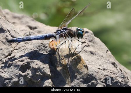 dasher (Pachydipax longipennis), bleu mûr, skimmer libellule à Toronto (Ontario), Canada, on 18 septembre 2021. (Photo de Creative Touch Imaging Ltd./NurPhoto) Banque D'Images