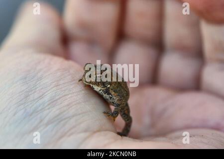 Homme tenant un petit crapaud américain (Anaxyrus americanus) à Toronto, Ontario, Canada, on 18 septembre 2021. (Photo de Creative Touch Imaging Ltd./NurPhoto) Banque D'Images