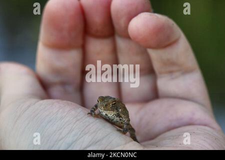 Homme tenant un petit crapaud américain (Anaxyrus americanus) à Toronto, Ontario, Canada, on 18 septembre 2021. (Photo de Creative Touch Imaging Ltd./NurPhoto) Banque D'Images