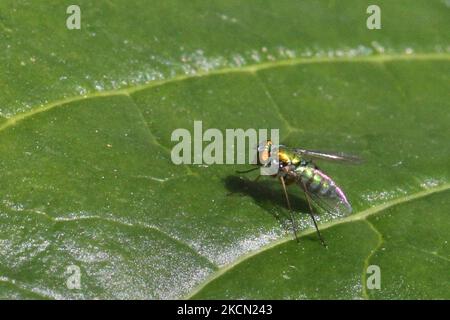 Mouche à long pattes (Condylostylus inermis) sur une feuille à Toronto, Ontario, Canada, on 20 septembre 2021. (Photo de Creative Touch Imaging Ltd./NurPhoto) Banque D'Images