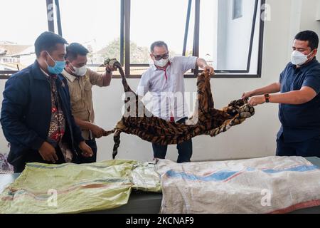 Une enquête criminelle spéciale de la police indonésienne a montré que la peau confisquée d'un charme tigre sumatra en danger critique d'extinction de la faune des braconniers lors d'une conférence de presse au bureau de police de Riau à Pekanbaru, province de Riau, Indonésie, sur 24 septembre 2021. (Photo par Afrianto Silahi/NurPhoto) Banque D'Images