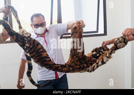 Une enquête criminelle spéciale de la police indonésienne a montré que la peau confisquée d'un charme tigre sumatra en danger critique d'extinction de la faune des braconniers lors d'une conférence de presse au bureau de police de Riau à Pekanbaru, province de Riau, Indonésie, sur 24 septembre 2021. (Photo par Afrianto Silahi/NurPhoto) Banque D'Images