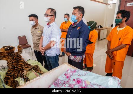 Une enquête criminelle spéciale de la police indonésienne a montré que la peau confisquée d'un charme tigre sumatra en danger critique d'extinction de la faune des braconniers lors d'une conférence de presse au bureau de police de Riau à Pekanbaru, province de Riau, Indonésie, sur 24 septembre 2021. (Photo par Afrianto Silahi/NurPhoto) Banque D'Images