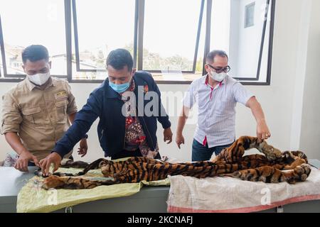 Une enquête criminelle spéciale de la police indonésienne a montré que la peau confisquée d'un charme tigre sumatra en danger critique d'extinction de la faune des braconniers lors d'une conférence de presse au bureau de police de Riau à Pekanbaru, province de Riau, Indonésie, sur 24 septembre 2021. (Photo par Afrianto Silahi/NurPhoto) Banque D'Images