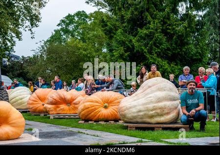 Les gens regardent comment les citrouilles géantes pèsent, lors du championnat hollandais Pumpkin 2021 qui s'est tenu à Utrecht, sur 25 septembre 2021. (Photo par Romy Arroyo Fernandez/NurPhoto) Banque D'Images