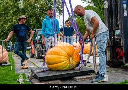 Les gens de l'organisation pèsent les grandes citrouilles, pendant le championnat hollandais Pumpkin 2021 qui s'est tenu à Utrecht, sur 25 septembre 2021. (Photo par Romy Arroyo Fernandez/NurPhoto) Banque D'Images