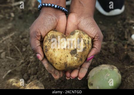 Femme tenant une pomme de terre en forme de cœur dans une ferme à Maple, Ontario, Canada, on 30 septembre 2021. (Photo de Creative Touch Imaging Ltd./NurPhoto) Banque D'Images