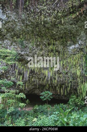 La grotte de Fern est une attraction touristique populaire sur l'île de Kauai, Hawaii, Etats-Unis. (Photo de Creative Touch Imaging Ltd./NurPhoto) Banque D'Images