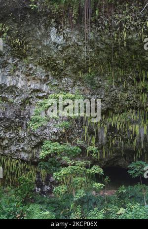 La grotte de Fern est une attraction touristique populaire sur l'île de Kauai, Hawaii, Etats-Unis. (Photo de Creative Touch Imaging Ltd./NurPhoto) Banque D'Images