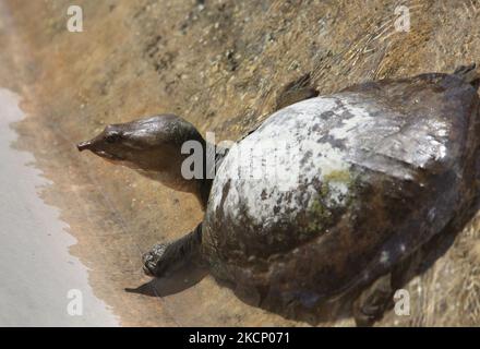 Une tortue molle de Floride (Apalone ferox) dans une réserve naturelle près du parc national des Everglades, en Floride, aux États-Unis. La tortue molle de Floride est une espèce de tortue molle originaire du sud-est des États-Unis et est l'une des tortues les plus rapides à se déplacer sur terre. (Photo de Creative Touch Imaging Ltd./NurPhoto) Banque D'Images