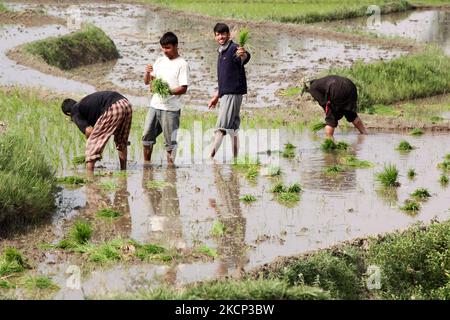 Les agriculteurs du Cachemire plantent des plants de riz dans la vallée du Cachemire, au Cachemire sous contrôle indien, sur le 25 juin 2010. (Photo de Creative Touch Imaging Ltd./NurPhoto) Banque D'Images