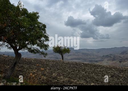 Automne mauvais temps sur les arbres dans le champ de la Sicile, Italie Banque D'Images