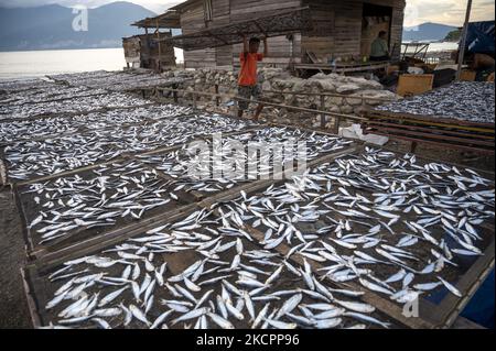 Un travailleur recueille du poisson séché à la plage de Mamboro, baie de Palu, centre de Sulawesi, en Indonésie, sur 16 octobre 2021. L'Indonésie est un pays archipélagique dont 70 pour cent de son territoire est constitué de la mer. L'Indonésie est également un pays avec le plus grand potentiel de pêche de capture au monde, avec une production atteignant 10,2 millions de tonnes par an, soit 9,3 millions de tonnes de pêches de capture marines et 0,9 millions de tonnes de terres, et continue de croître en moyenne de 3,61 pour cent par an. (Photo de Basri Marzuki/NurPhoto) Banque D'Images