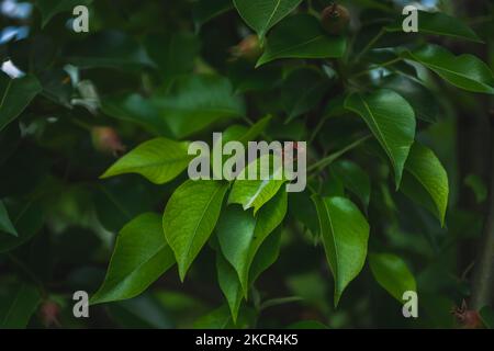 Petite poire sur une branche d'arbre. Banque D'Images