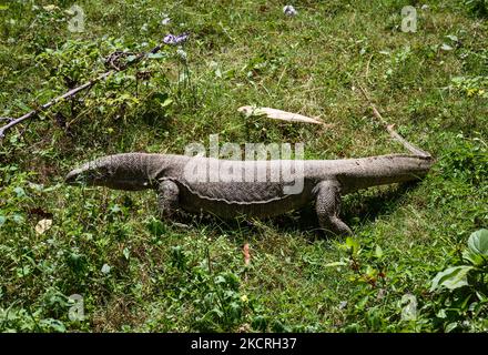 Le moniteur Bengale ou moniteur indien commun (Varanus bengalensis) est un grand lézard qui est principalement terrestre. Il mesure 61-175 cm de long. Les moniteurs sont carnivores et non toxiques. Le lézard de surveillance est protégé en vertu de l'annexe I de la Loi sur la vie sauvage (protection), mais il est régulièrement tué pour sa viande, son sang et son huile ainsi qu'un remède pour plusieurs maux. Un moniteur Bengale adulte est sur les prairies derrière une jungle à Tehatta, Bengale occidental; Inde le 06/04/2020. (Photo de Soumyabrata Roy/NurPhoto) Banque D'Images