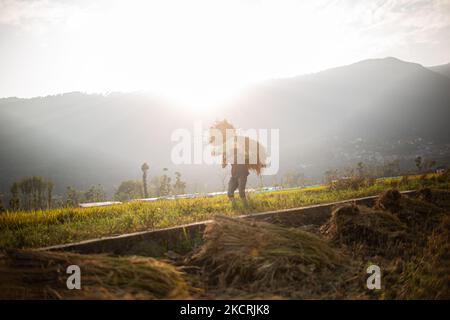 Les agriculteurs népalais récoltent du riz dans les rizières pendant la saison de récolte à Khokana, au Népal, mardi, à 26 octobre 2021. (Photo de Rojan Shrestha/NurPhoto) Banque D'Images