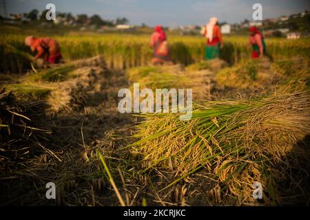 Les agriculteurs népalais récoltent du riz dans les rizières pendant la saison de récolte à Khokana, au Népal, mardi, à 26 octobre 2021. (Photo de Rojan Shrestha/NurPhoto) Banque D'Images