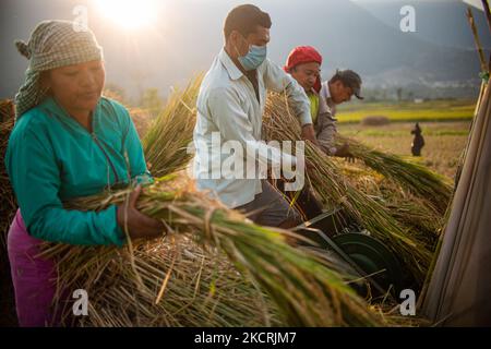 Les agriculteurs népalais récoltent du riz dans les rizières pendant la saison de récolte à Khokana, au Népal, mardi, à 26 octobre 2021. (Photo de Rojan Shrestha/NurPhoto) Banque D'Images