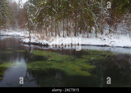 Sources bleues de Saula (sinialikad en estonien) en hiver enneigé Banque D'Images