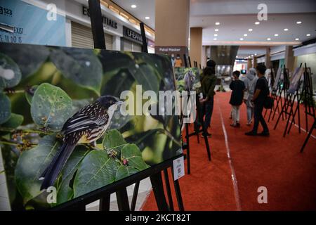 Les visiteurs peuvent regarder une œuvre de photo à l'exposition Wild LIFE du Boxies123 Mall à Bogor, Java Ouest, Indonésie, sur 4 novembre 2021. (Photo par Adriana Adie/NurPhoto) Banque D'Images