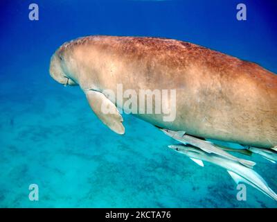 Dugong. Bébé dugong de la baie de Mars Mubarak Dugongo. Vache de mer à Marsa Alam. Marsa Mubarak Bay. Banque D'Images