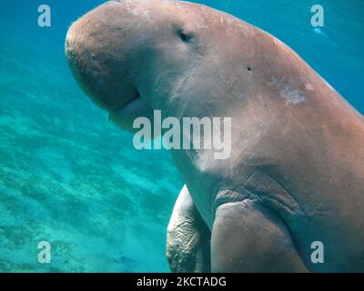 Dugong. Bébé dugong de la baie de Mars Mubarak Dugongo. Vache de mer à Marsa Alam. Marsa Mubarak Bay. Banque D'Images