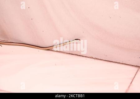 Un serpent à breuvage commun (Dendrelaphis tristis) a accidentellement grimpé au premier étage d'une maison le matin à Tehatta, Bengale-Occidental; Inde le 06/11/2021. Le serpent d'arbre à Bronzeben indien ou le serpent d'arbre à Bronzeben commun est un serpent long et mince avec une tête pointue et une ligne de couleur bronze qui s'exécute juste en bas de son dos. Ce serpent inoffensif (pas venimeux) préfère les arbres à la vie sur le sol. Il peut être camouflé parmi les feuilles en raison de sa peau brun à la dérive. Son régime alimentaire comprend des geckos, des oiseaux et parfois des grenouilles. (Photo de Soumyabrata Roy/NurPhoto) Banque D'Images