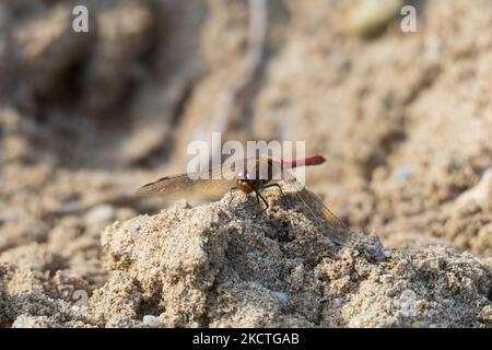 Große Heide Libelle auf einer Sand Düne à Sandweier, Baden-Baden Banque D'Images
