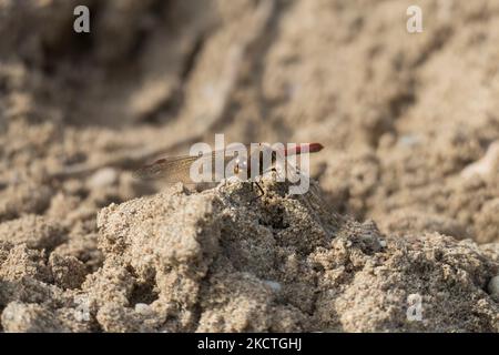 Große Heide Libelle auf einer Sand Düne à Sandweier, Baden-Baden Banque D'Images