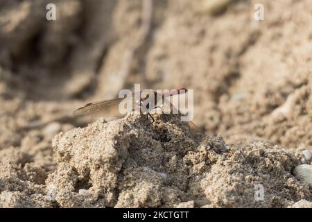 Große Heide Libelle auf einer Sand Düne à Sandweier, Baden-Baden Banque D'Images