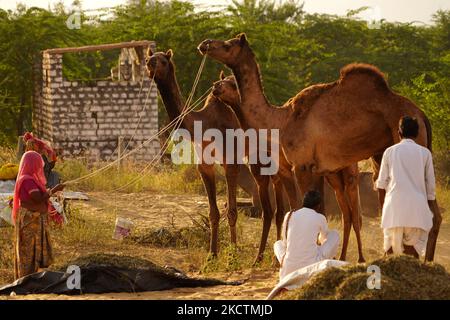 Marchands indiens de chameaux pendant la foire annuelle de Pouchkar Camel à Pushkar, Rajasthan, Inde sur 10 novembre 2021. Des milliers de marchands de bétail de la région viennent à la foire traditionnelle de chameaux où le bétail, principalement des chameaux, est échangé. La foire annuelle de chameaux et de bétail est l'une des plus grandes foires de chameaux au monde. (Photo par Himanshu Sharma/NurPhoto) Banque D'Images