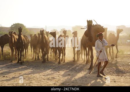 Marchands indiens de chameaux pendant la foire annuelle de Pouchkar Camel à Pushkar, Rajasthan, Inde sur 12 novembre 2021. Des milliers de marchands de bétail de la région viennent à la foire traditionnelle de chameaux où le bétail, principalement des chameaux, est échangé. La foire annuelle de chameaux et de bétail est l'une des plus grandes foires de chameaux au monde. (Photo par Himanshu Sharma/NurPhoto) Banque D'Images