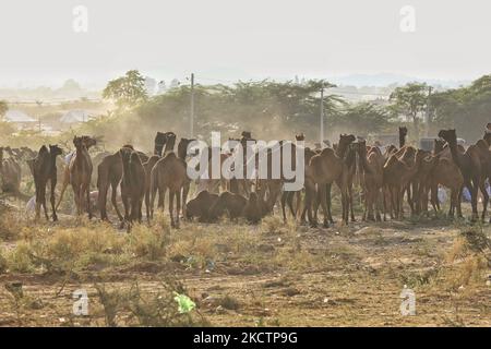 Les marchands de chameaux avec leur bétail pendant la Foire annuelle de Pushkar 2021, à Pushkar, Rajasthan, Inde , novembre 11,2021. (Photo de Vishal Bhatnagar/NurPhoto) Banque D'Images