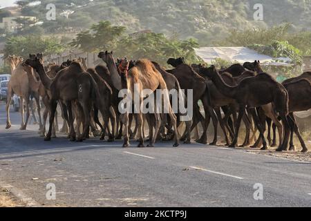 Un troupeau de chameaux pendant la foire annuelle de Pushkar 2021, à Pushkar, Rajasthan, Inde , novembre 11,2021. (Photo de Vishal Bhatnagar/NurPhoto) Banque D'Images