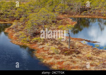 Marais avec lacs, tourbière dans la réserve naturelle estonienne. Banque D'Images