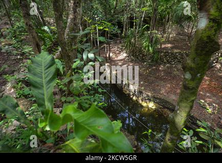 Cenote Isla Alamo, situé dans les environs de Tulum, est l'un des rares cenotes de Riviera Maya qui préserve son charme naturel sans le modifier. Le dimanche, 14 novembre 2021, à Tulum, Quintana Roo, Mexique. (Photo par Artur Widak/NurPhoto) Banque D'Images