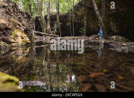 Cenote Isla Alamo, situé dans les environs de Tulum, est l'un des rares cenotes de Riviera Maya qui préserve son charme naturel sans le modifier. Le dimanche, 14 novembre 2021, à Tulum, Quintana Roo, Mexique. (Photo par Artur Widak/NurPhoto) Banque D'Images