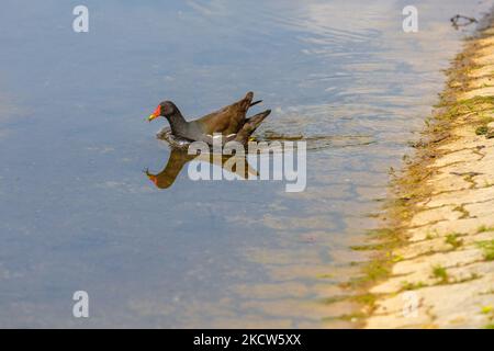 american coot oiseau natation dans le lac dans le parc local Banque D'Images