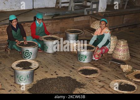 Les femmes trient les feuilles de thé grillées à la main dans différentes classes à l'usine de thé de Makaibari à Darjeeling, Bengale-Occidental, Inde, sur 20 novembre 2012. (Photo de Creative Touch Imaging Ltd./NurPhoto) Banque D'Images