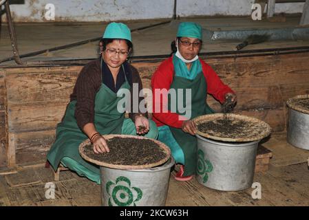 Les femmes trient les feuilles de thé grillées à la main dans différentes classes à l'usine de thé de Makaibari à Darjeeling, Bengale-Occidental, Inde, sur 20 novembre 2012. (Photo de Creative Touch Imaging Ltd./NurPhoto) Banque D'Images