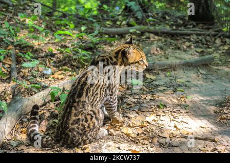 Vue latérale du léopard d'Ocelot, espèces de Leopardus pardalis , reposant dans la forêt. Chat sauvage vivant dans les forêts tropicales d'Amérique centrale et équatoriale Banque D'Images